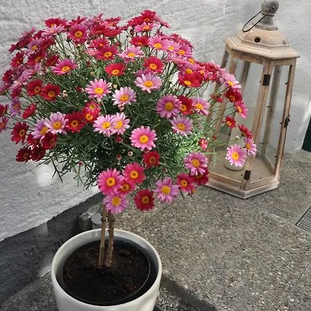 Apartmenthaus Dornroeschen Рамзау