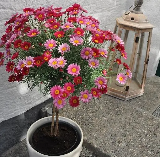 Apartmenthaus Dornroeschen 람자우 암 다흐스타인